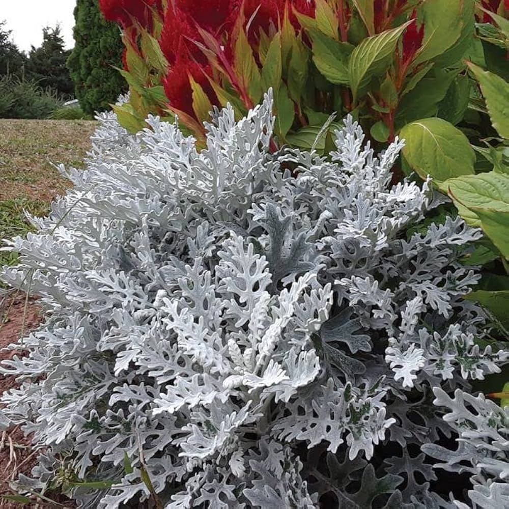 Dusty Miller Seeds - Silverdust