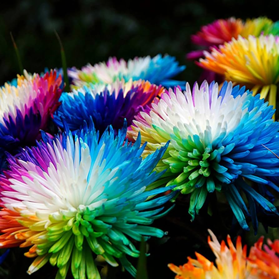 Aster Multicolored Rainbow Chrysanthemum Perennial Flowering Seeds For Planting
