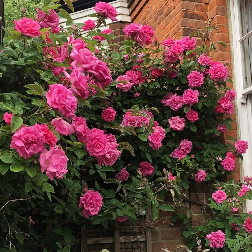 Zephirine Drouhin Rose Pink Rose Flowering Seeds For Planting