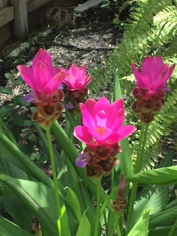 organic-curcuma-alismatifolia-siam-tulip-seeds

