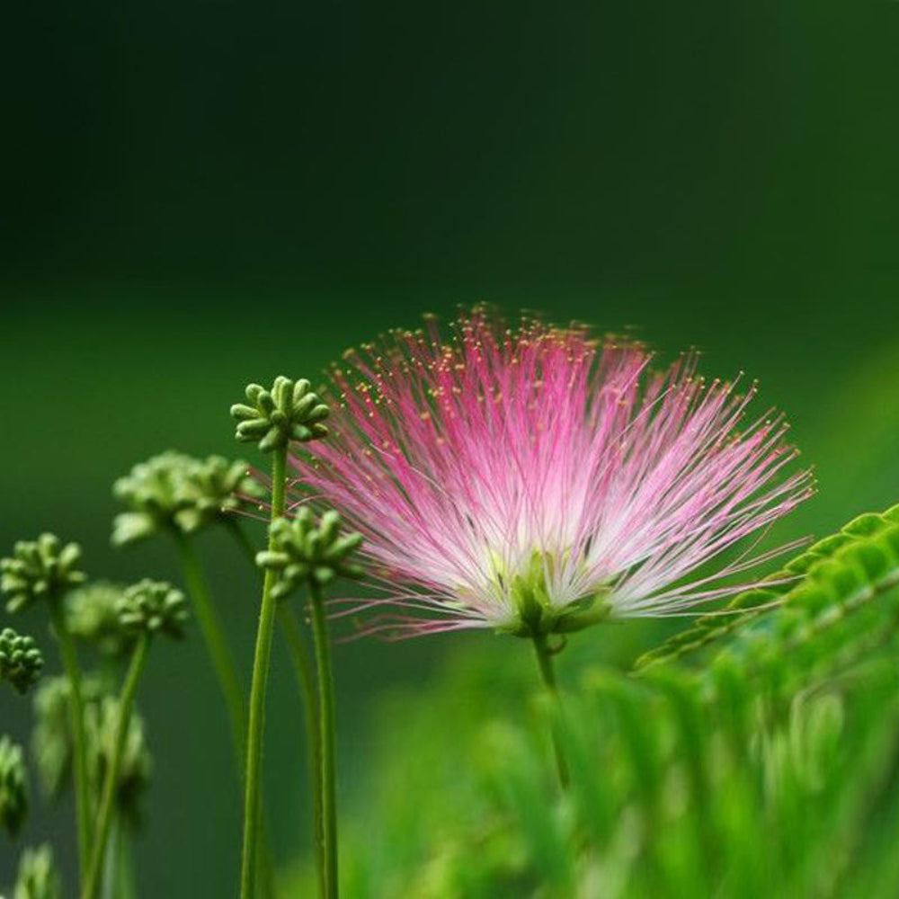 Albizia Julibrissin Bonsai Flower Albizia julibrissin Tree Seeds for Home Garden