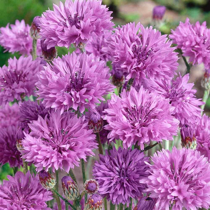 Heirloom Non-GMO Cornflower Flower Seeds for Planting – Colorful Wildflower Garden Blooms