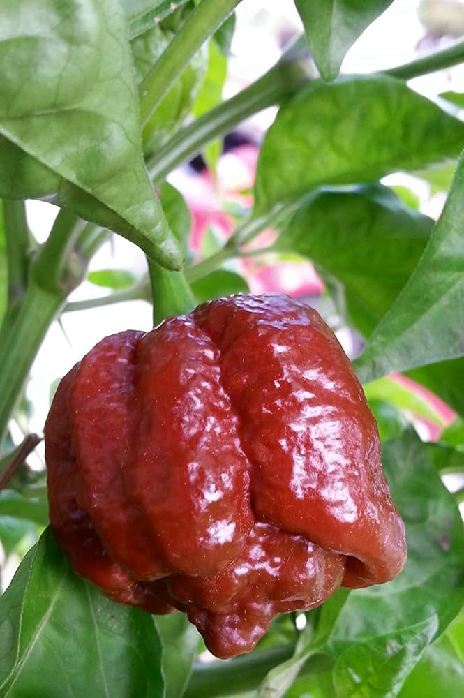 Trinidad Moruga Scorpion Chocolate pepper Capsicum chinense seeds for planting in kitchen gardens