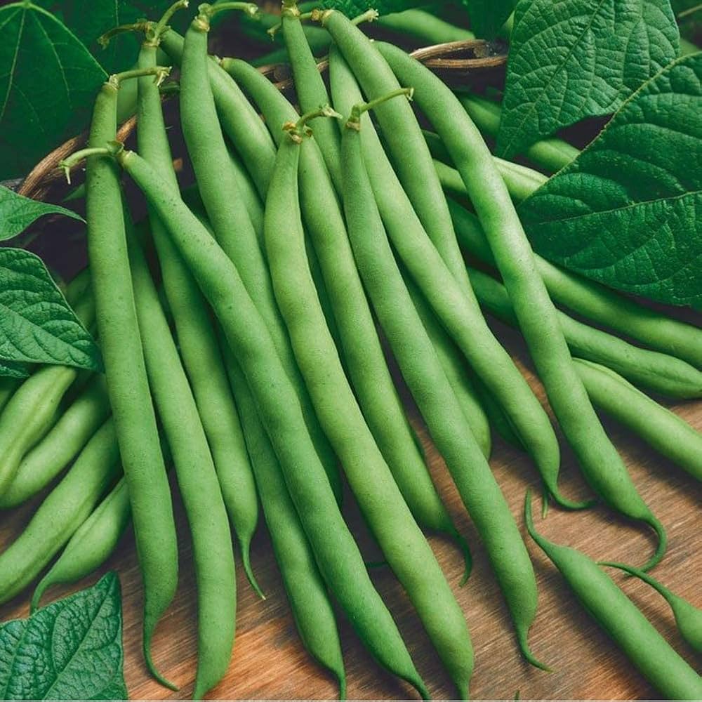 Bean Seeds for Planting vegetable patch home garden