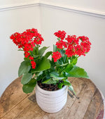 Red Longevity Flower (Kalanchoe) seeds for mini succulent pots