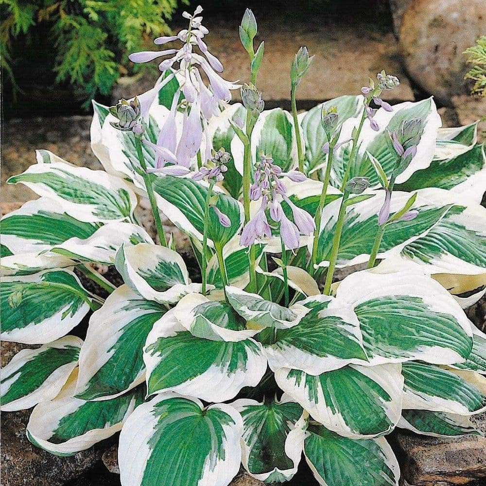 Hosta White Green Heirloom Non Gmo Image