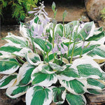 Hosta White Green Heirloom Non Gmo Image