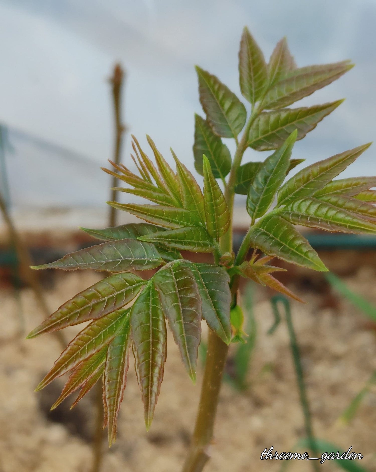 Chinese Toon Toona Sinensis Vegetable Seeds