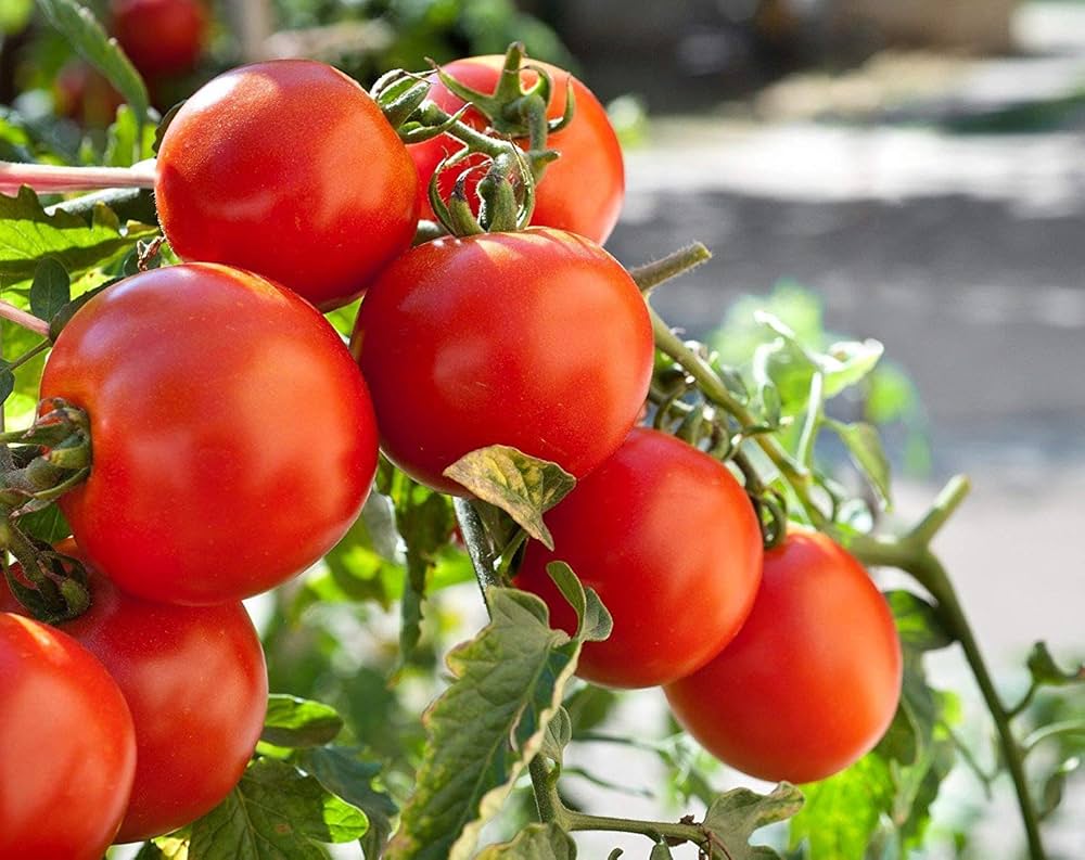 Large Red Cherry Tomato Seeds pcs for Healthy Yields