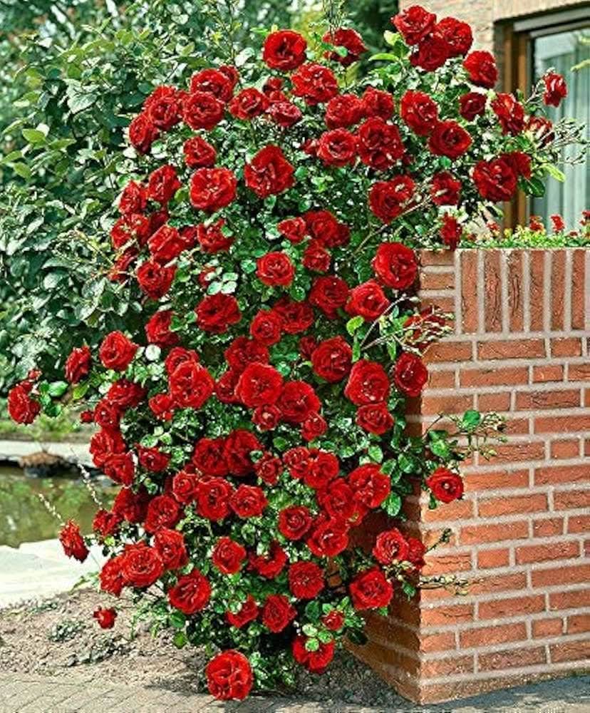 Rose Tree Rosa spp. flowering tree seeds for planting in home garden and decorative borders