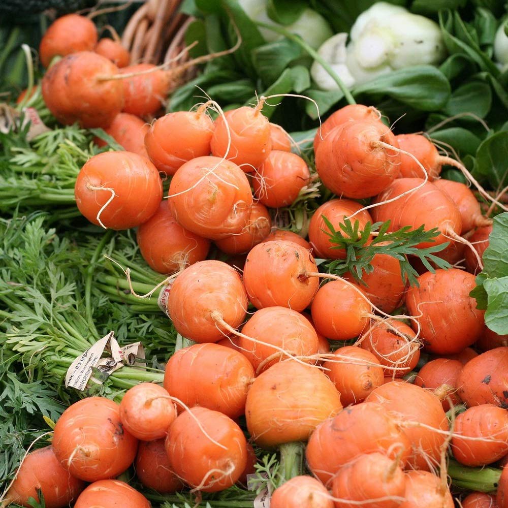 Parisian Carrot Daucus carota Seeds for Planting kitchen garden raised bed