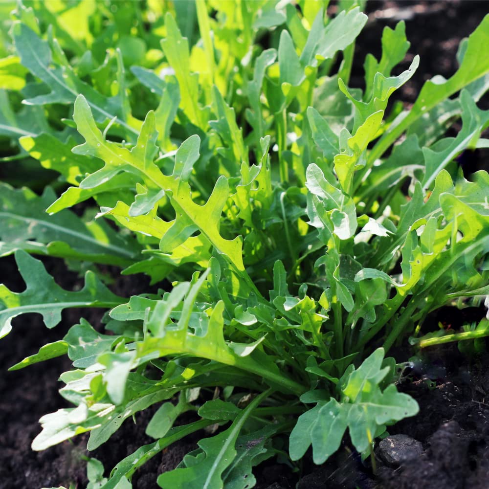 Bellezia Wild Arugula Seed