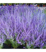 Russian Sage Plant Seeds for Planting-Heirloom & Non-GMO Seeds for planting Dhara Seeds