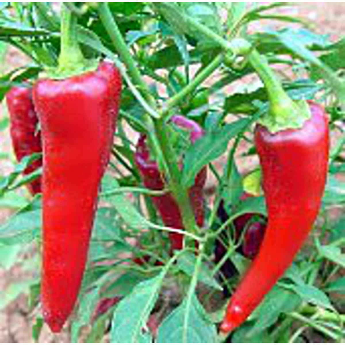 Chimayo peppers from Capsicum annuum seeds showing wrinkled skin and vibrant red color
