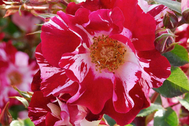 Climbing Rose Red & White Plant Seeds Non-GMO Heirloom Garden Seeds for Planting and Growing
