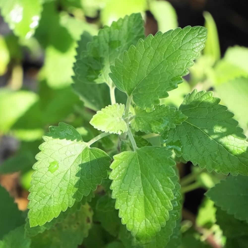 Green Catnip Plant Seeds for Planting-Pet-Friendly and Aromatic Gardens – Fresh Herb for Your Garden
