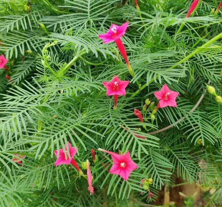 Pink Vinca Art Cypress Seeds or Creeper Flower Seeds for Planting - NON GMO Seeds Dhara Seeds