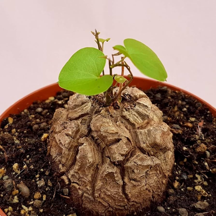 Dioscorea Elephantipes Seeds for Planting - Ideal for Urban Garden & Flower Bed