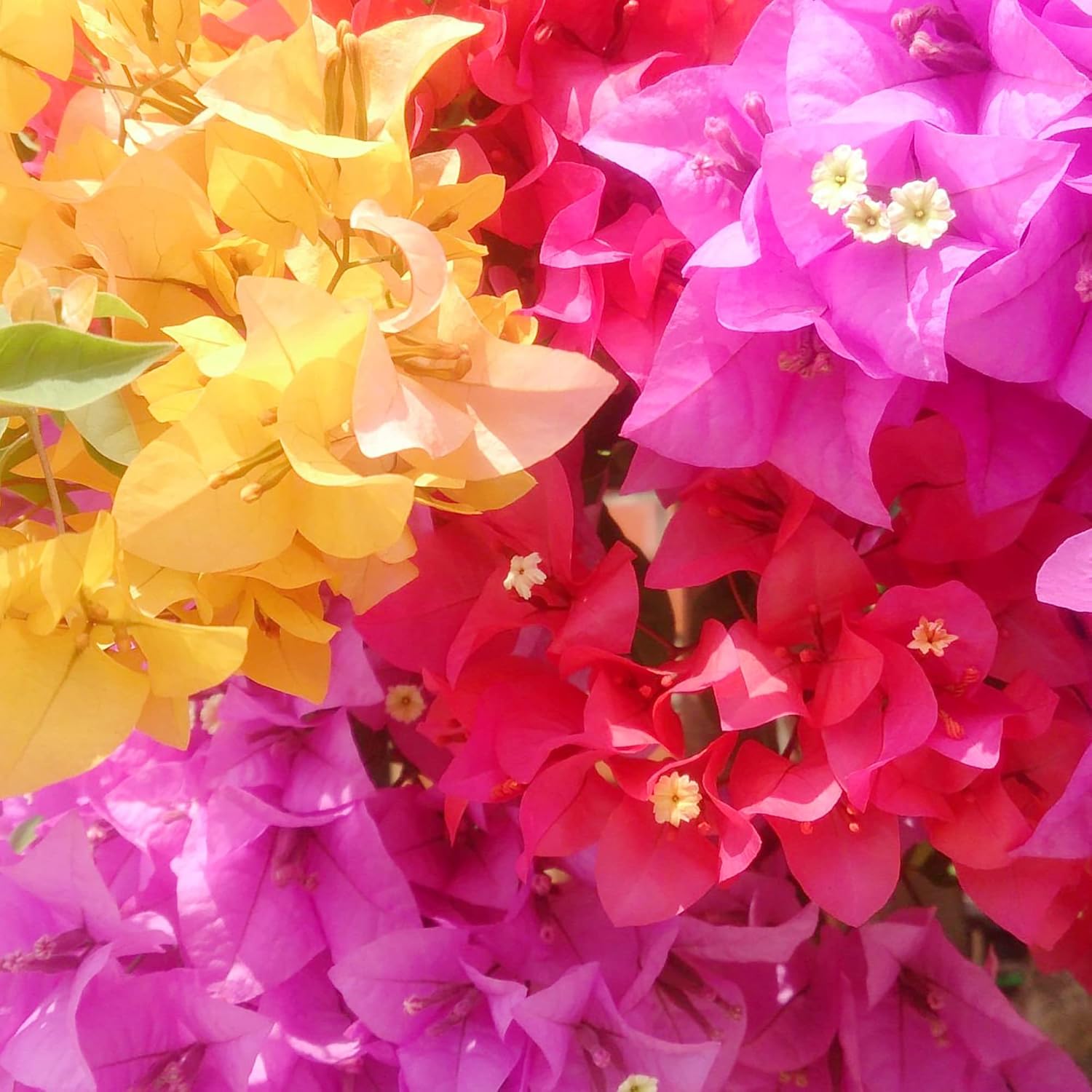 Mixed Colors Bougainvillea Seeds