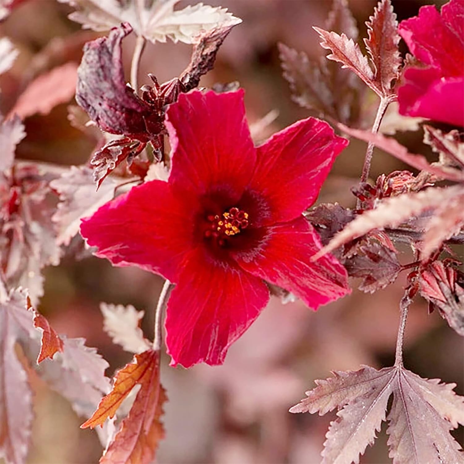 Cranberry Hibiscus Seeds