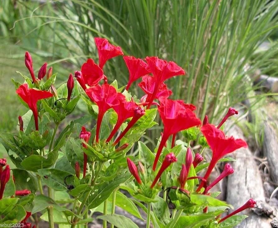 Four O'Clock Mirabilis Jalapa red flower seeds for garden planting