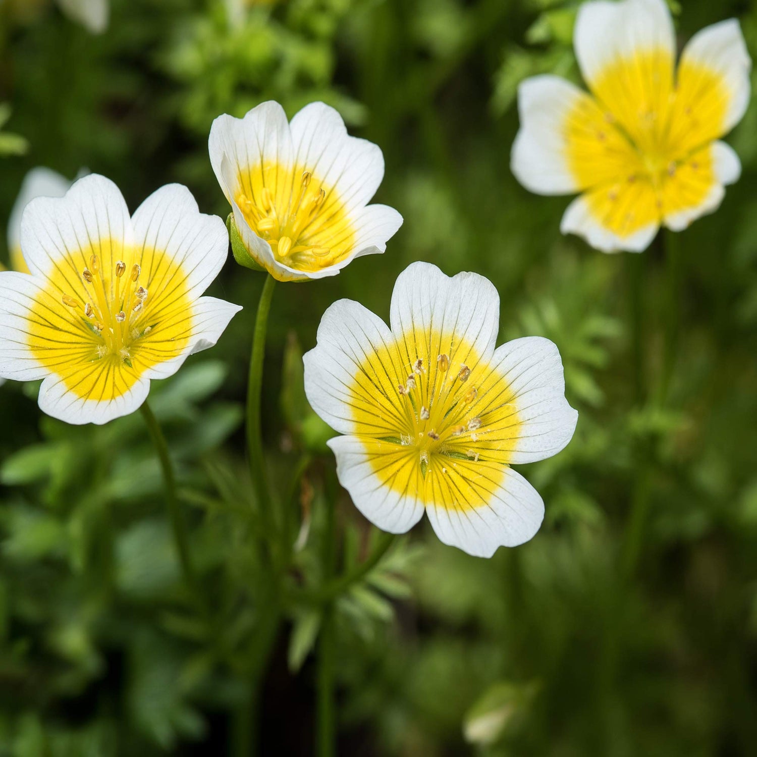 Poached Egg Plant Seeds