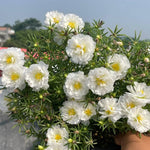 White Portulaca Flower Seeds for Planting - 100 pcs for planting in your garden.