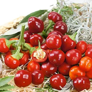 Pepper Capsicum annuum Cherry vegetable seeds for planting in kitchen garden or container pots