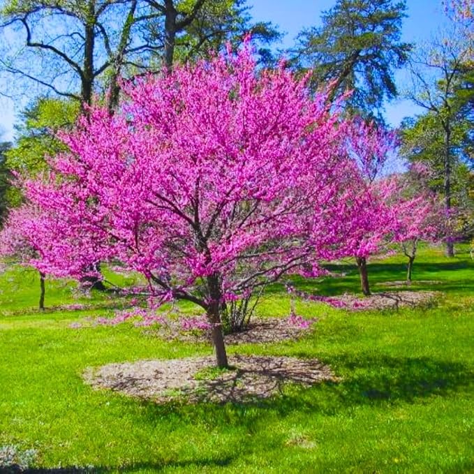 Redbud Tree Seeds for Planting