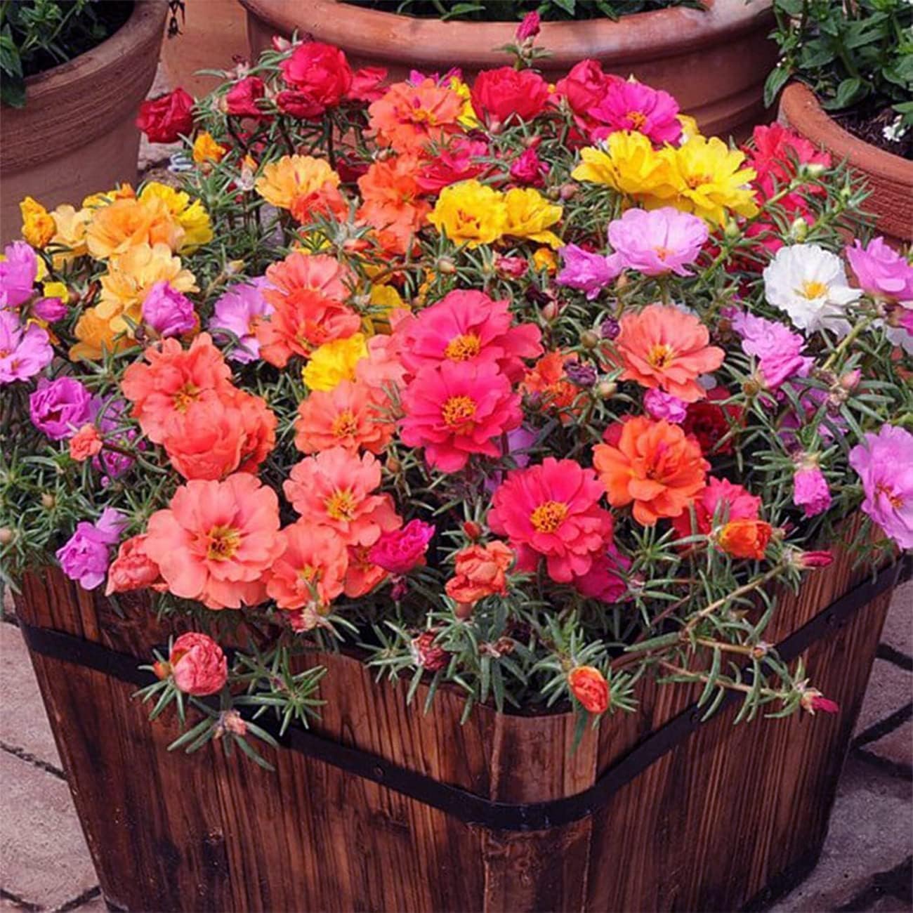 Rose Rosa Hybrida mixed Flower seeds for Planting in home garden or vertical garden trellis