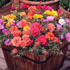 Moss Rose Mixed Flower Portulaca grandiflora Seeds for Planting in Flower Bed & Garden