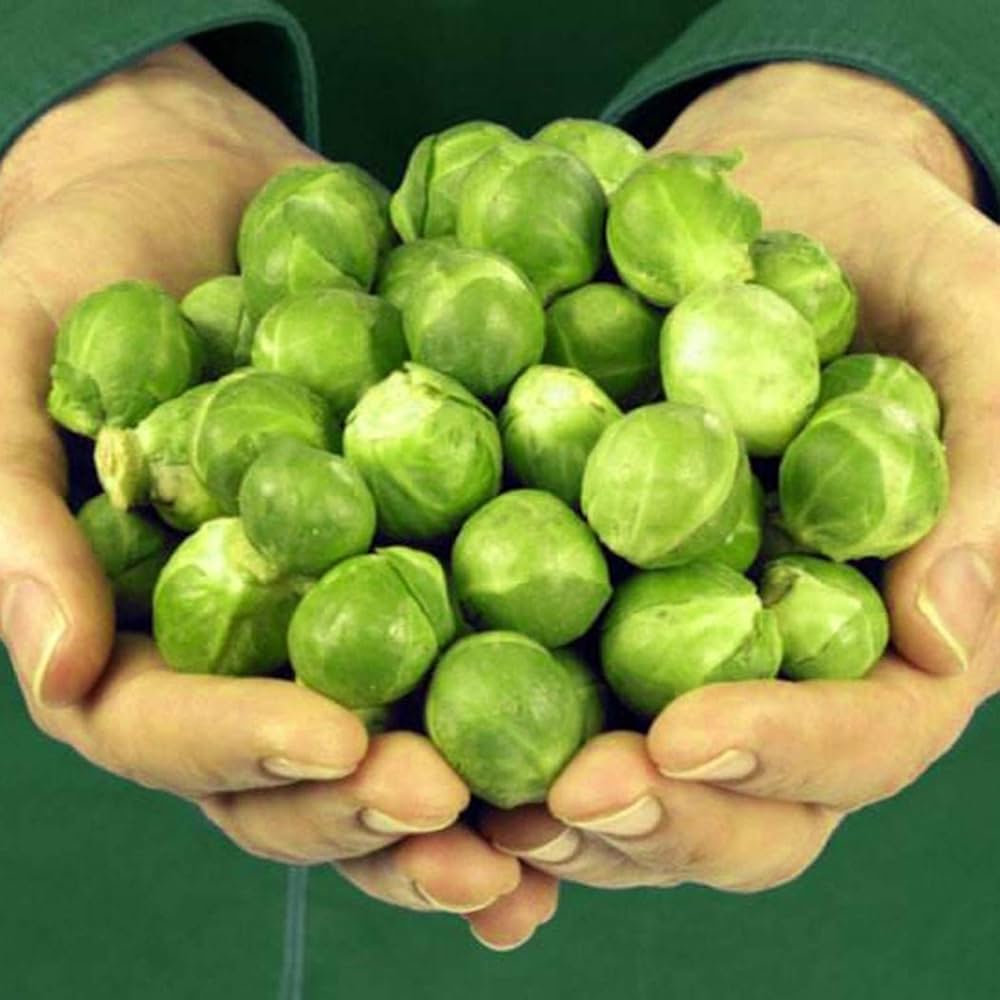 Capitola Brussels Sprout (Brassica oleracea) seeds for planting in vegetable patch
