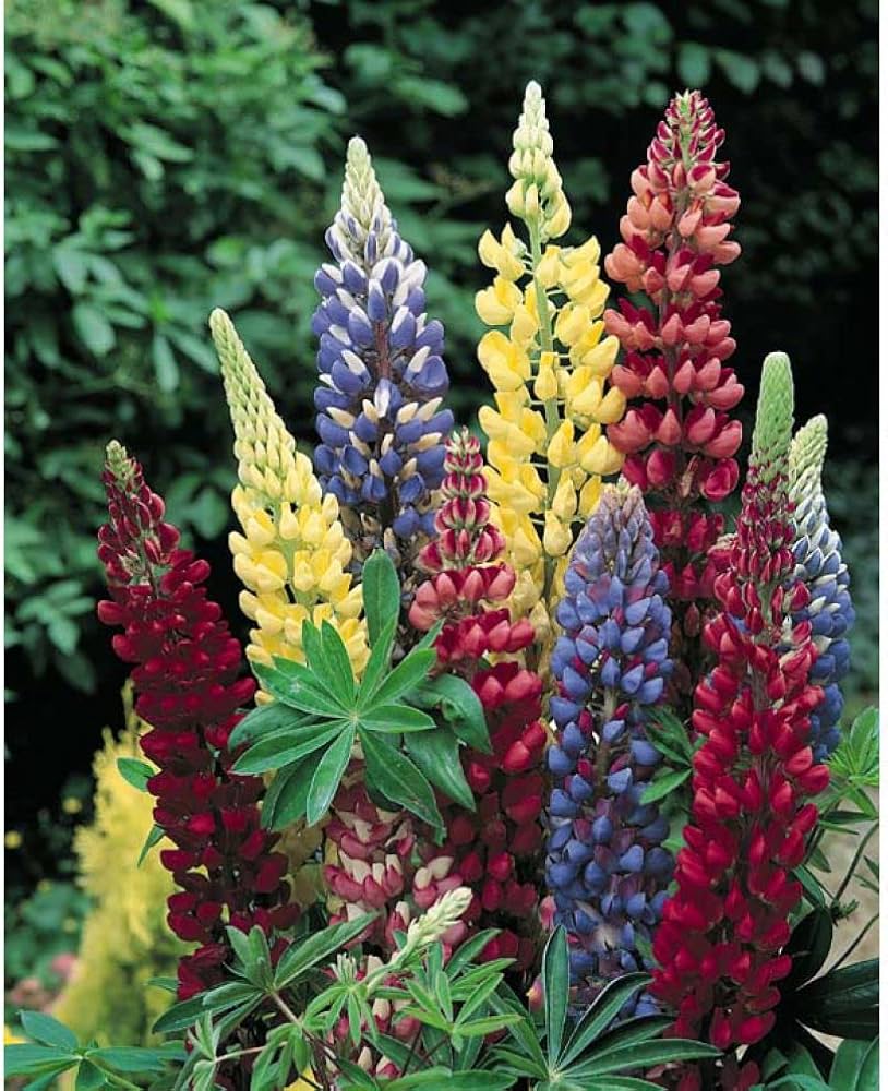 Rainbow Lupine Flower Seeds for Home Garden Planting