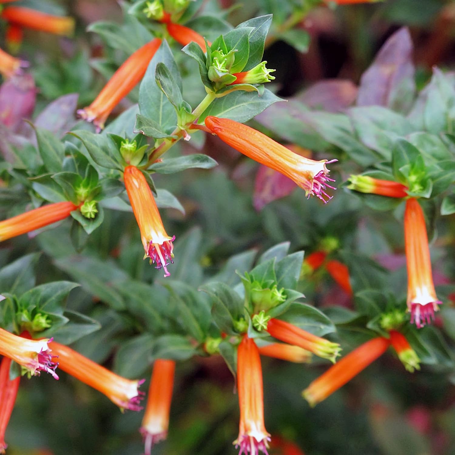 Cuphea Seeds - Cigar Plant, Firecracker Plant (Cuphea Ignea)