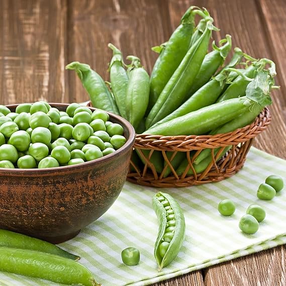 Pea Pisum sativum Sugar Daddy vegetable seeds for planting in vertical garden or home garden beds