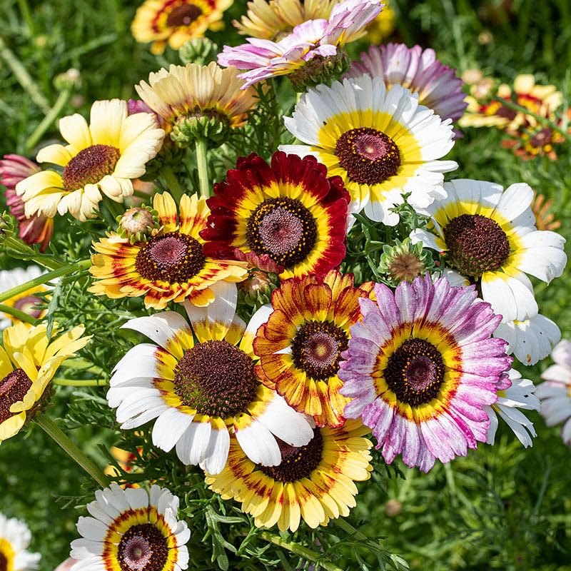 Rainbow Daisy Chrysanthemum Mixed Flowering Seeds For Planting