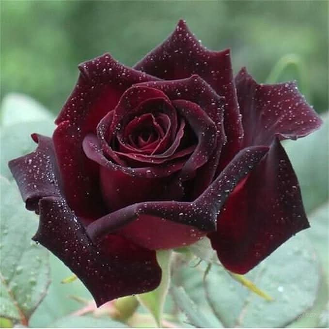 Chocolate Rose Rare Perennial Flower Seeds for Home Garden