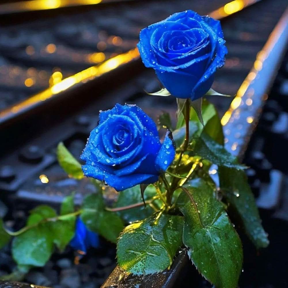 Blue Rose Rare Garden Flowering Seeds For Planting