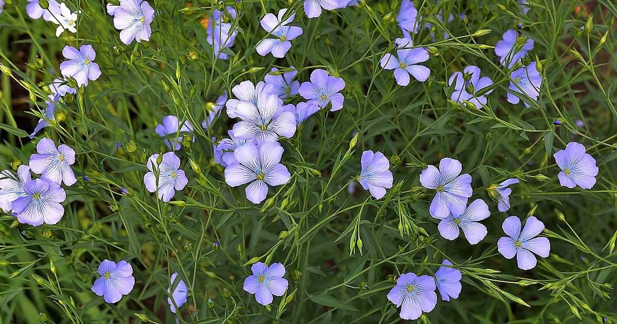 Heirloom Non-GMO Flax Flower Seeds for Planting – Delicate Blooms and Pollinator-Friendly Garden Seeds - Non-GMO for planting in home garden