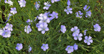 Heirloom Non-GMO Flax Flower Seeds for Planting – Delicate Blooms and Pollinator-Friendly Garden Seeds - Non-GMO for planting in home garden