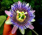 Passionflower Passiflora spp. Seeds for planting in garden