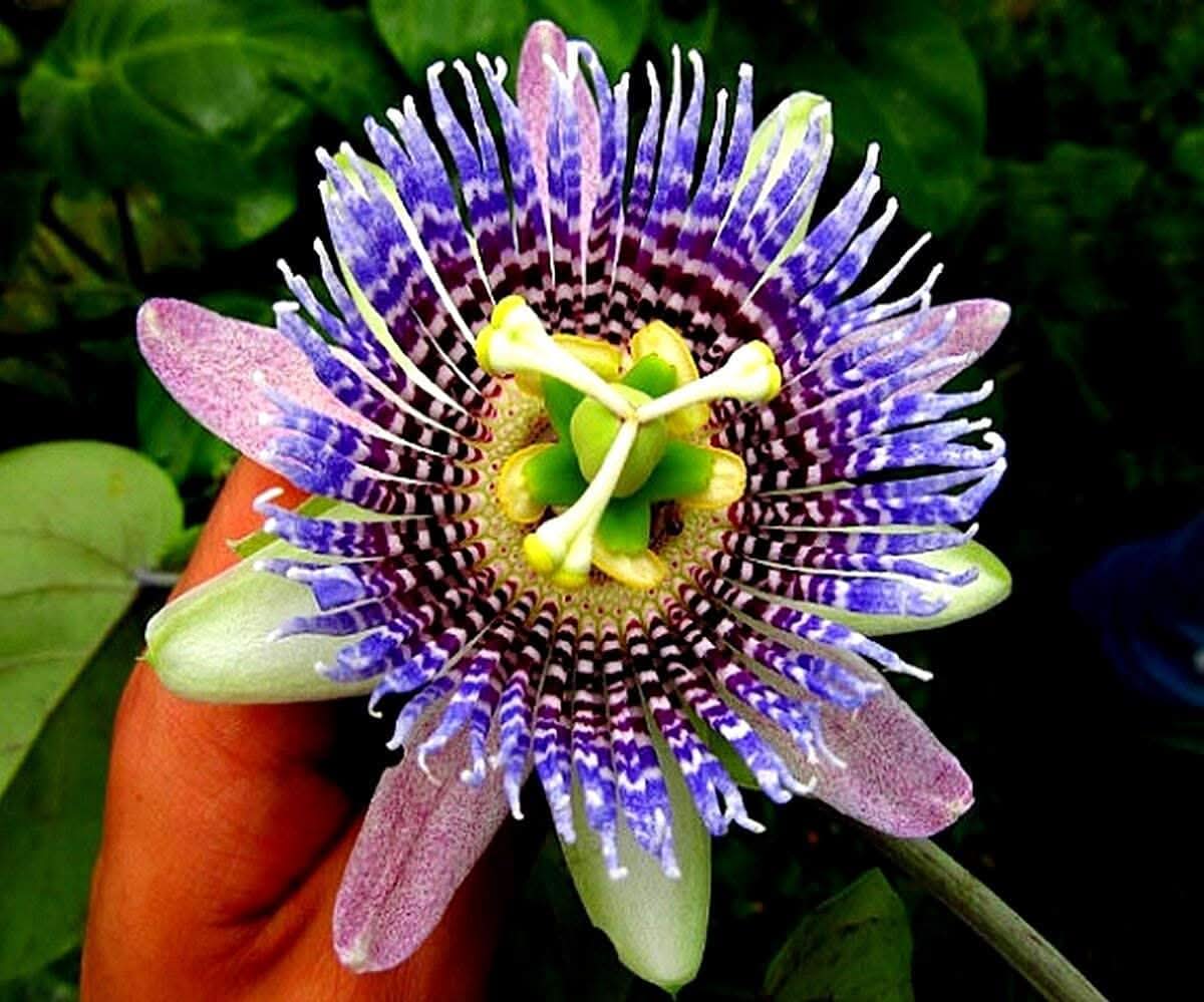 Passion Flower Passiflora edulis flower seeds for planting in vertical garden and trellises
