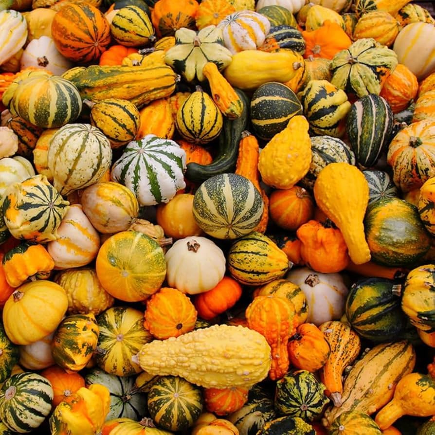 Pumpkin Cucurbita Pepo Kürbis Vegetable Seeds for Planting – Ideal for Backyard Gardening and Autumn Harvest