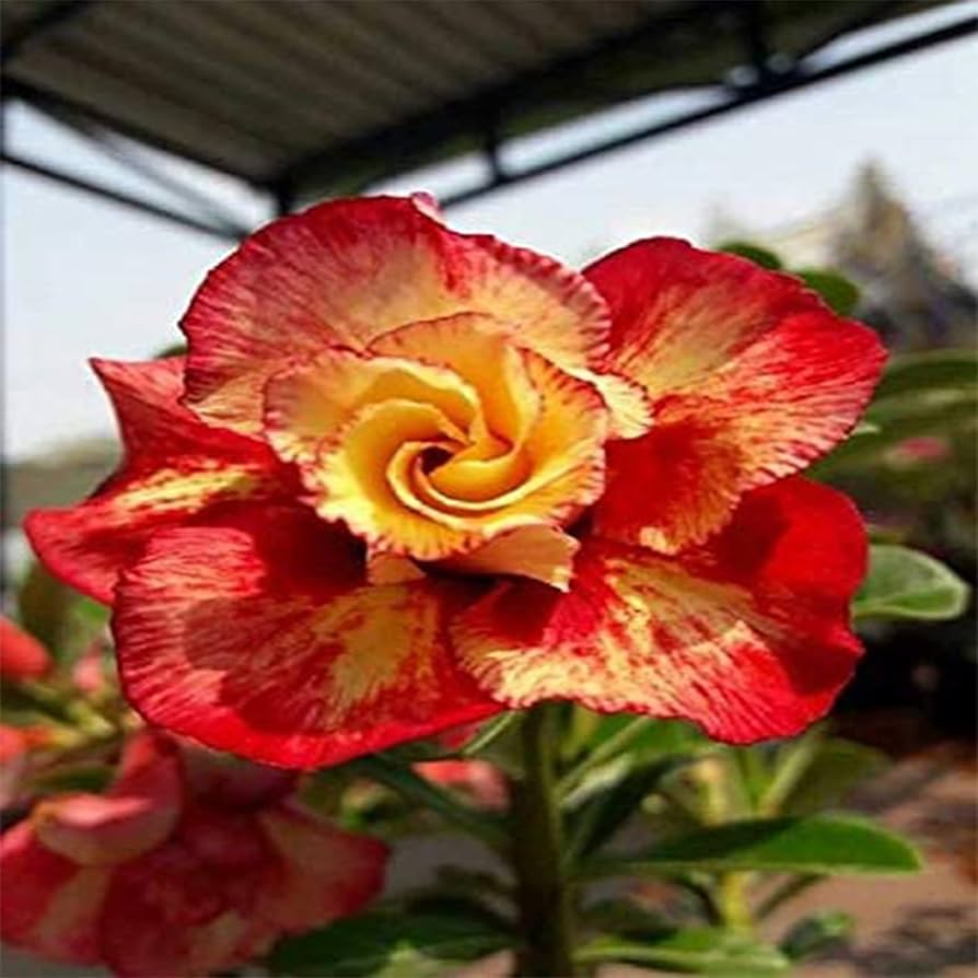 Red Universe Desert Rose Seeds for Planting Adenium Obesum Flower Perennial Exotic – Heirloom, Non-GMO