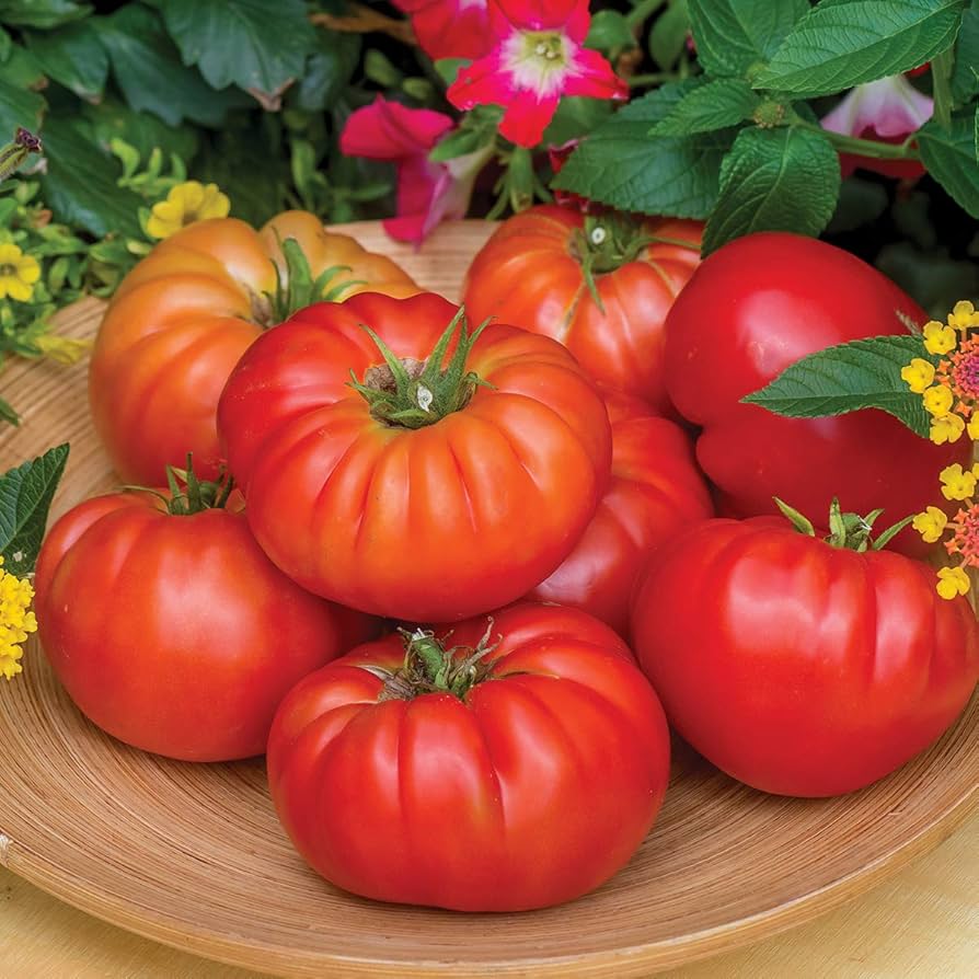 Tomato Solanum Lycopersicum Marmande Paris Beefsteak Vegetable Seeds for Planting – Ideal for Large Fruit and Sandwiches