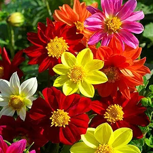 Dahlia Pinnata Mignon Mix Flowering Seeds For Planting in home garden or flower bed borders