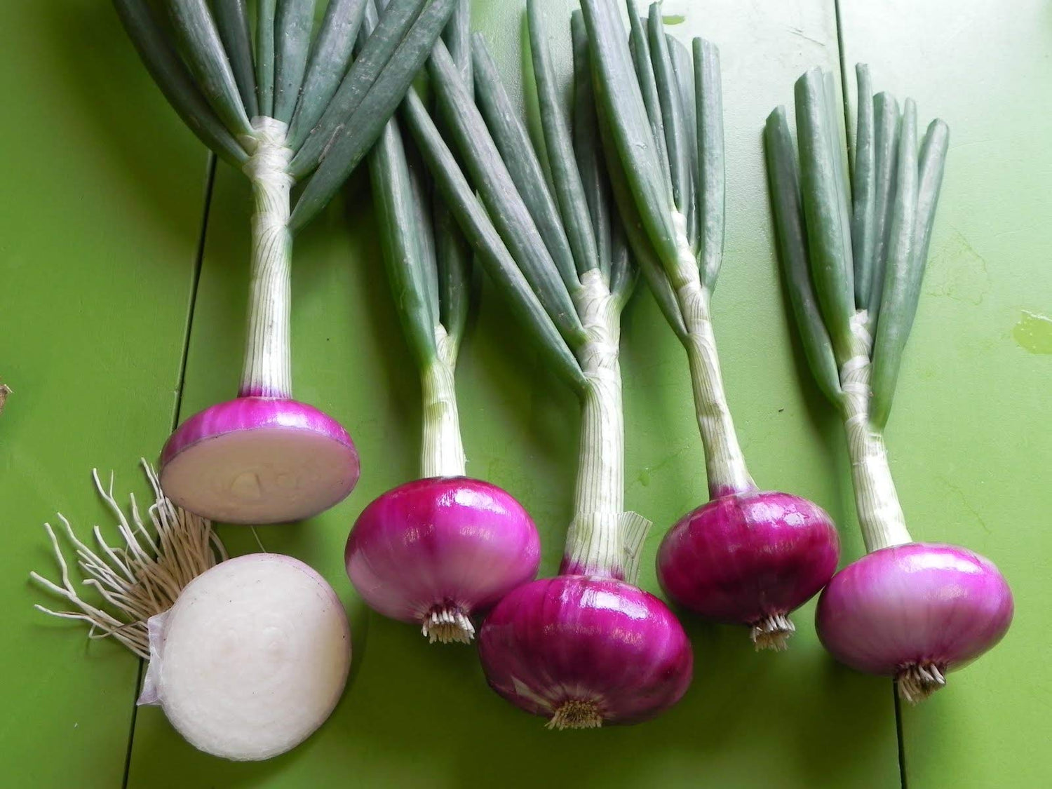 Onion Red – Heirloom, Non-GMO, High Germination Organic Garden Seeds
