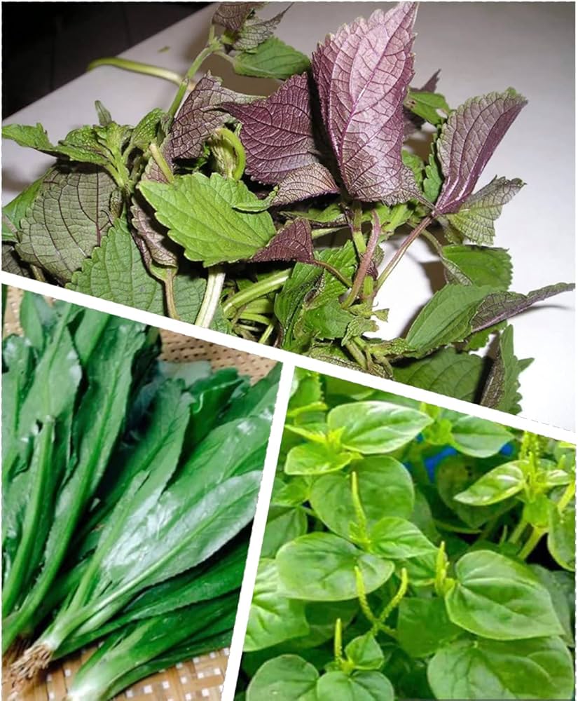 Vietnamese Plant Seeds for Planting heirloom & Non-GMO Seeds