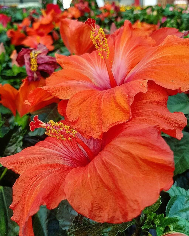 Heirloom Orange Hibiscus Rosa-Sinensis Flower Seeds – Non-GMO Tropical Blooms for Garden Planting