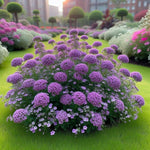 Lilac Lace Mix Alyssum Lobularia maritima Seeds for planting in flower bed